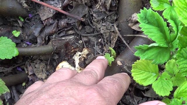 ЦВЕТЁТ ИЗ ПОСЛЕДНИХ СИЛ смотреть онлайн