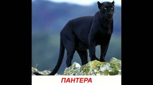 Голоса диких животных для детей. Развивалки "Умный Ребенок"