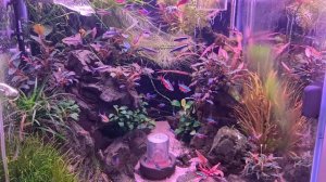 Аквариум 27.04.25 (кормление)