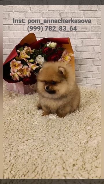 +7(999) 782 83 64 Все подробности по телефону и ватсап. Мальчик , Дарик померанский шпиц, 2 месяц смотреть онлайн