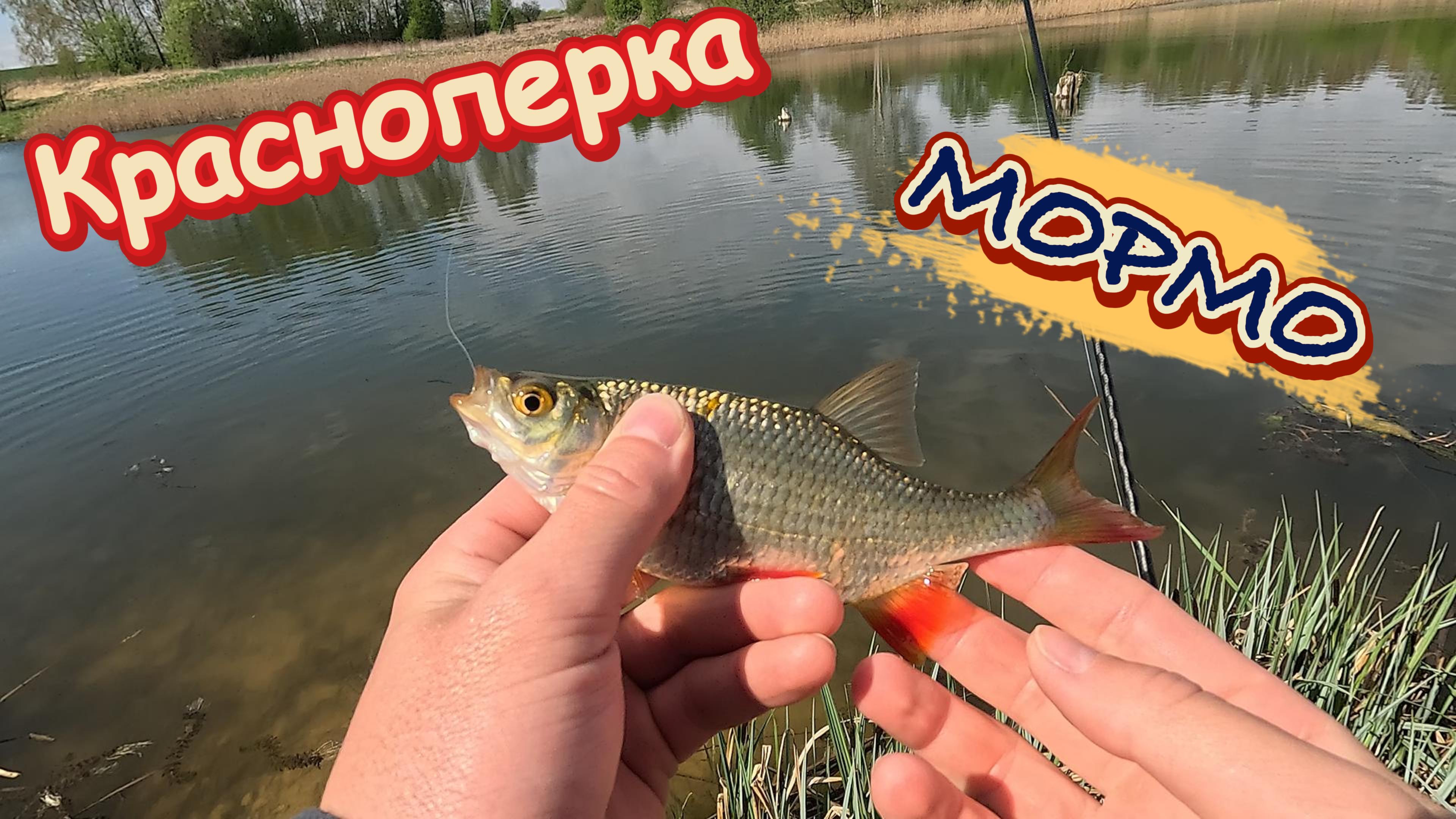 Ловля КРАСНОПЕРКИ! МОРМЫШИНГ с Black Adder