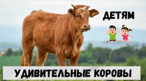 Коровы животные, которые дают молоко