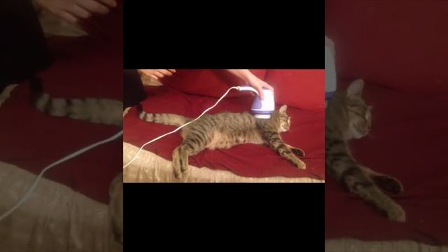 Смешные питомцы. ССЫЛКА В ОПИСАНИИ!