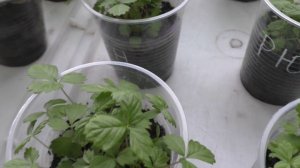 Клубнике  РЮГЕН из семян два месяца