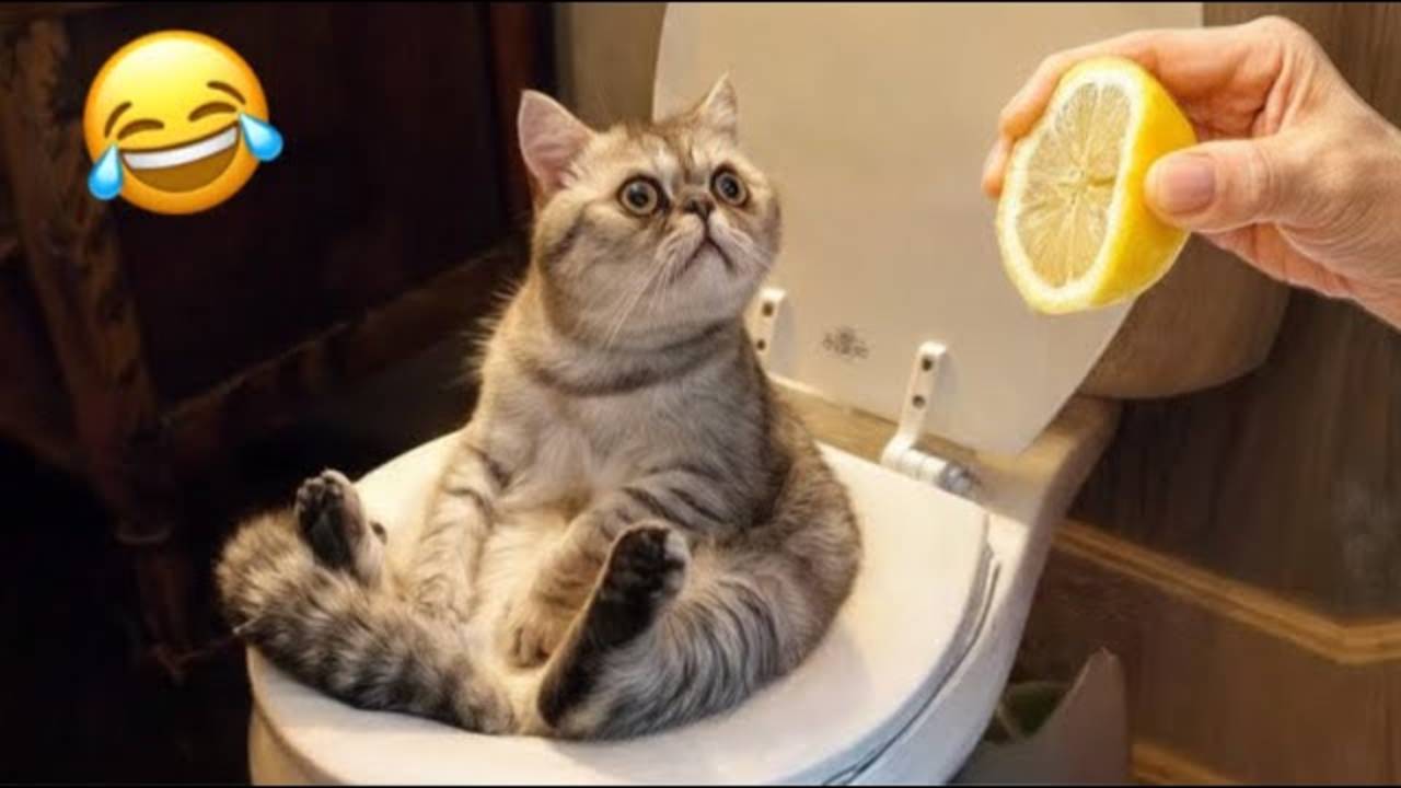 СМЕШНЫЕ КОТЫ 2025 ЛУЧШИЕ ПРИКОЛЫ С КОТАМИ, КОШКИ, КОТИКИ, СОБАЧКИ, СМЕШНОЕ ВИДЕО