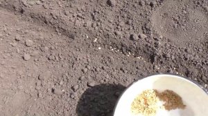 Посев помидоров в грунт семенами