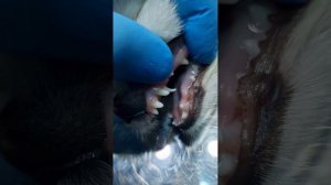 Удаление молочных клыков у шпица по имени Фрея #ушаковдмитрий #zoovetdoctor #ветеринародесса