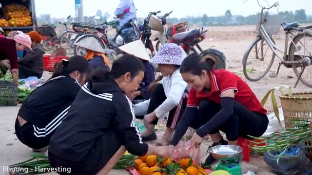 Harvesting giant red striped gac fruit - gac seeds soaked in wine to cure diseases