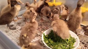 Первая травка утятам-бегунятам 🌿🦆🐣