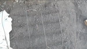 Посев капусты на рассаду в грунт