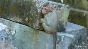 Pregnancy Luna scream to reject Libby hurt baby Rainbow's hip, Pregnant Luna afraid Libby hurt baby