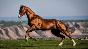 Самого красивого ахалтекинского скакуна выбрали в Туркменистане