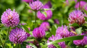 СКОРПИОНЫ 🍀🍀🍀 Ваш таро-прогноз на май 2025 год. ✨✨✨