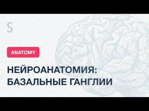 USMLE Step 1 - Нейроанатомия: базальные ганглии