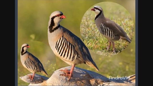 Кавкак сари санг. Амириддин Кабир смотреть онлайн