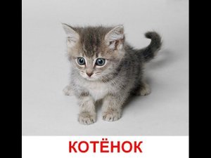 Домашние животные и их детеныши. Развивающий мультик про животных для детей от года