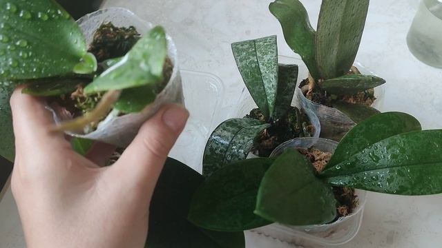 Что делать после распаковки орхидей во мху