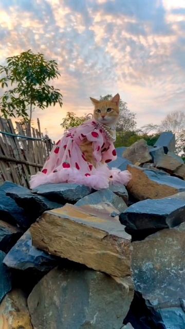 Ещё больше котиков в канале https://t.me/cotorai
