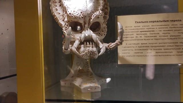 Музей черепов и скелетов. Зеленоградск Калининградская область. Мир кошек. Экскурсия по городу. смотреть онлайн