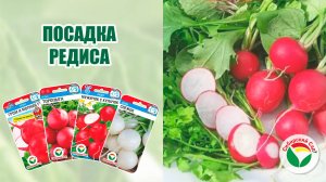 Посадка редиса