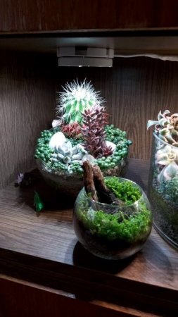 Суккуленты