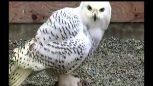 Полярные животные и птицы - Презентация для детей. Развивалки.