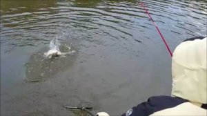 Дневные поимки форели на верхнем водоёме. Клёвое место, Лосиный остров.