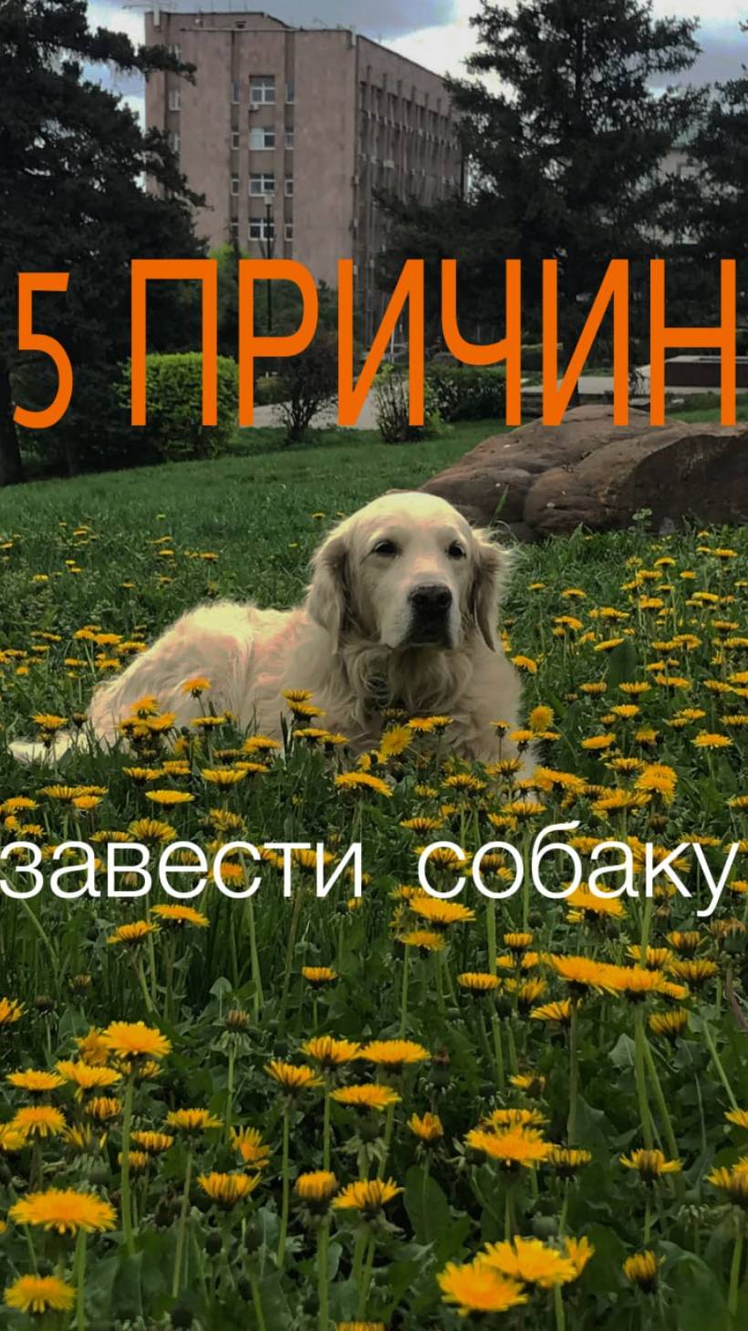 зачем заводить собаку