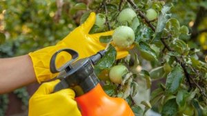 Садовые работы в августе: посадка, обрезка и защита от вредителей