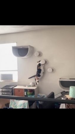 Котики (34)