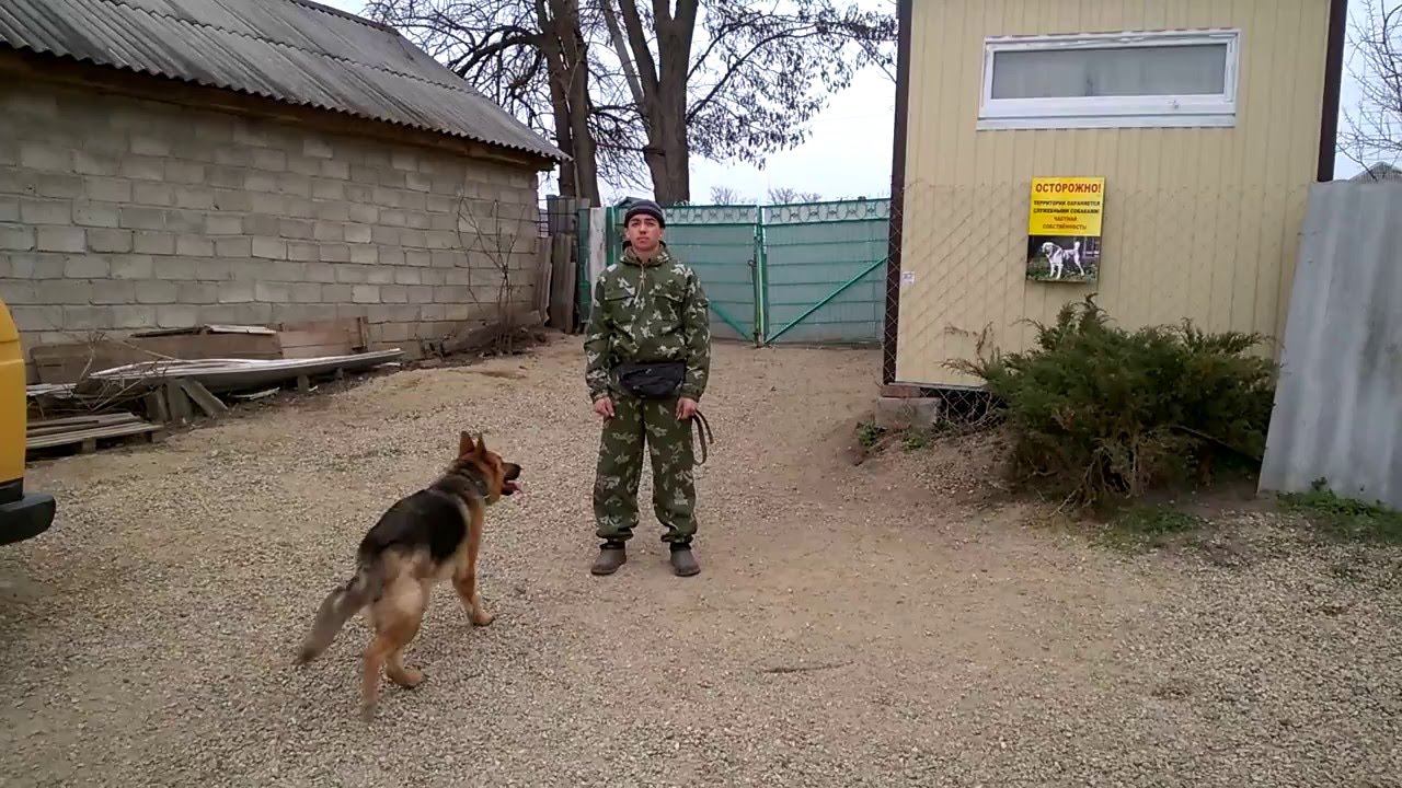 НКД немецкая овчарка Линда будни тренировок