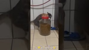 😺 Кто на свете всех наглее