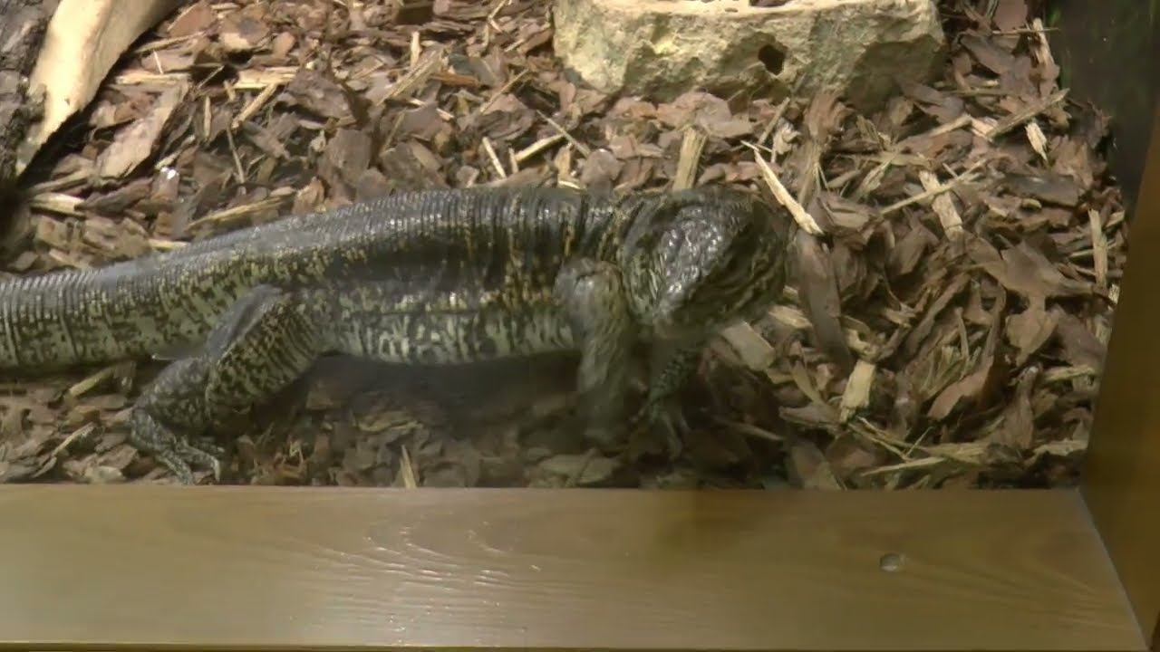 Ленинградский Зоопарк 2024. Попытка вернуться в детство...