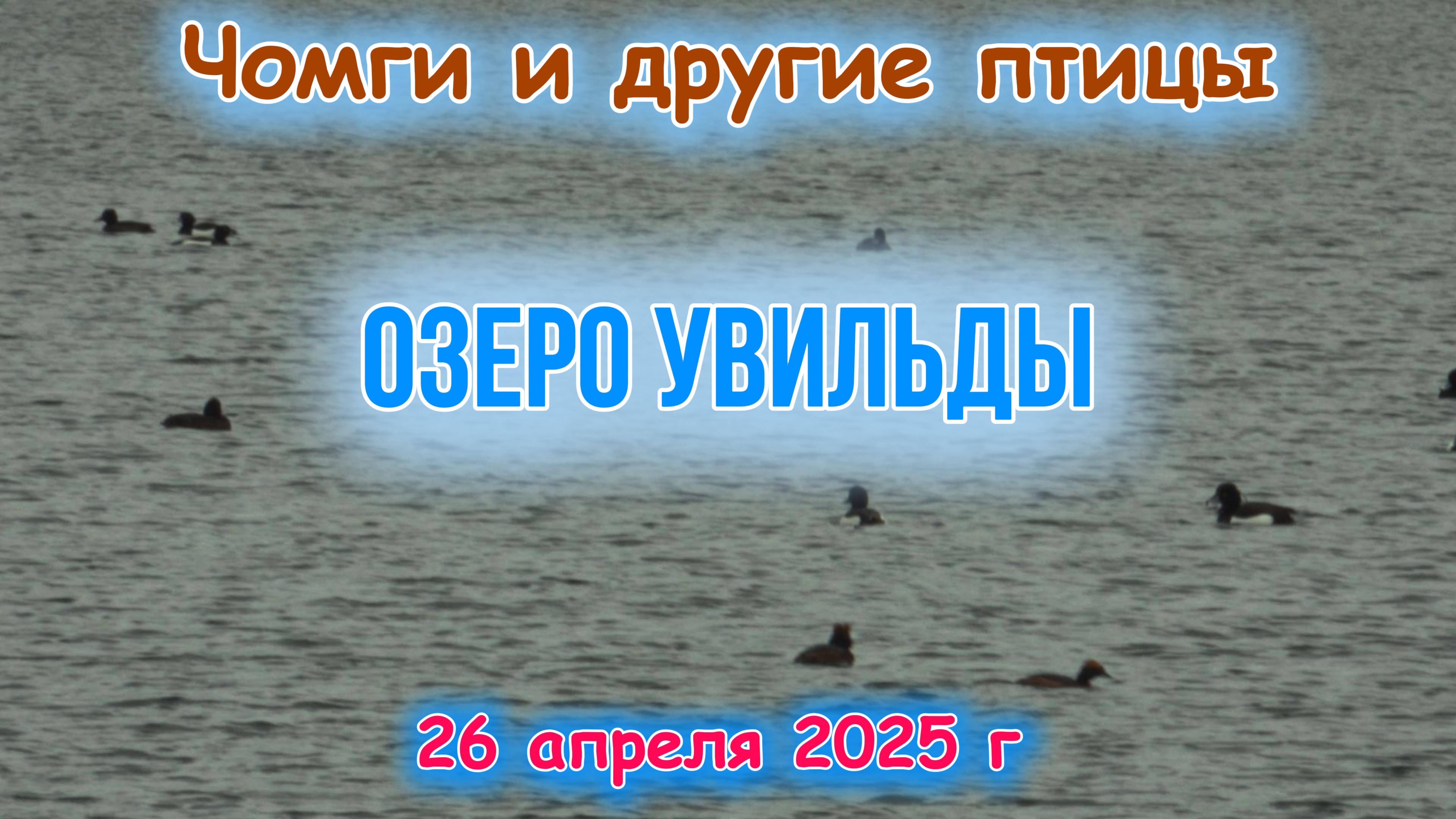 Птичьи тусовки на озере Увильды 26 апреля 2025 г