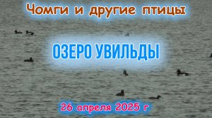 Птичьи тусовки на озере Увильды 26 апреля 2025 г
