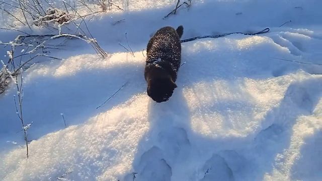 Кот  британец первый раз увидел суровую сибирскую зиму и снег