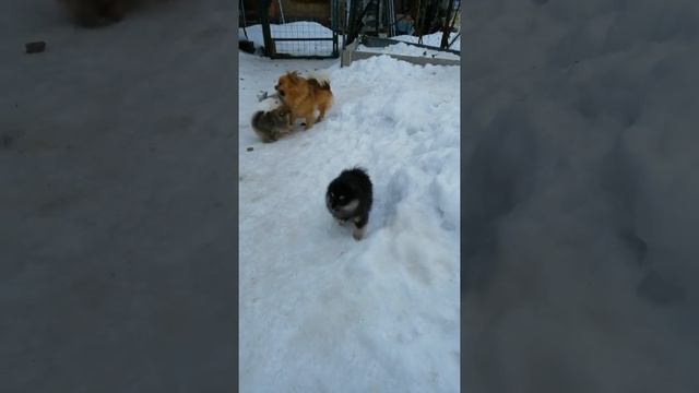 Шпицы на прогулке смотреть онлайн