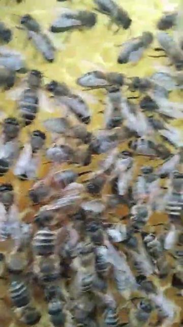 Оттяжка и засев рамки сде-ной   в апреле 2023 вощина из под силиконовой матрицы накатанной валиком