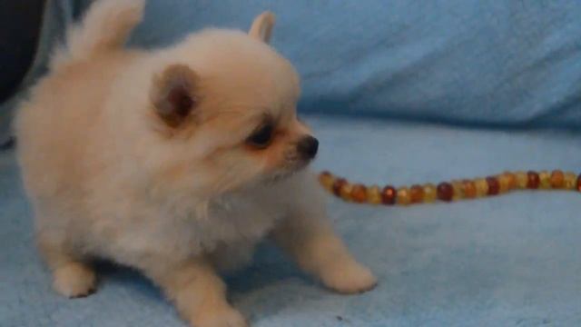 Девочка померанского шпица 1мес.1нед.