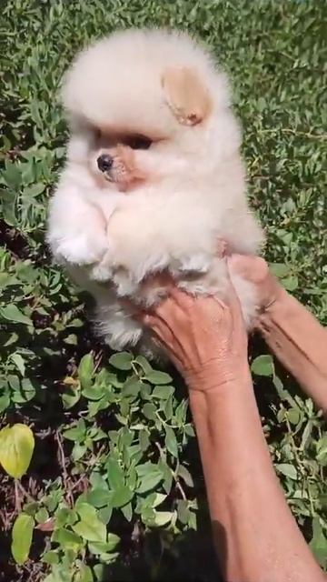 #шпицы #краснодар смотреть онлайн