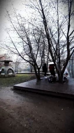 #Санкт-Петербург 26 апреля 2025. снег и солнце на Крестовском острове #сакура