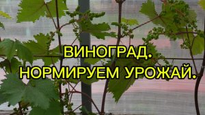 ВИНОГРАД. НОРМИРУЕМ УРОЖАЙ.