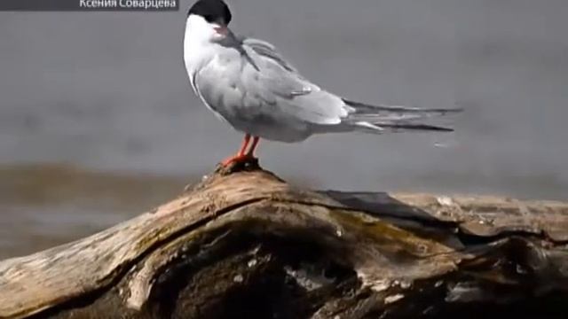 29.12.2017 Шустрое Утро смотреть онлайн