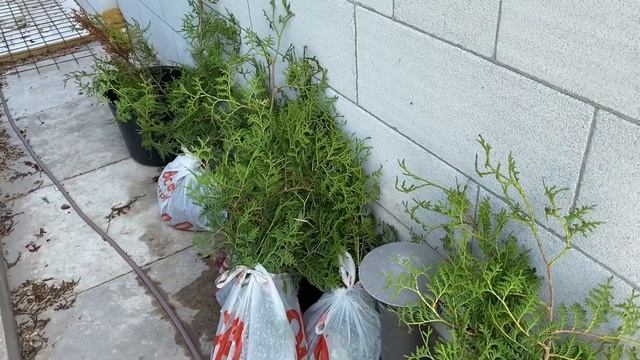 05.06.24. Сделали притенение туй-малышек более основательным. Почти досадили зелёный забор из туй. смотреть онлайн