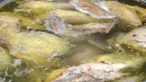 Холодец из петуха