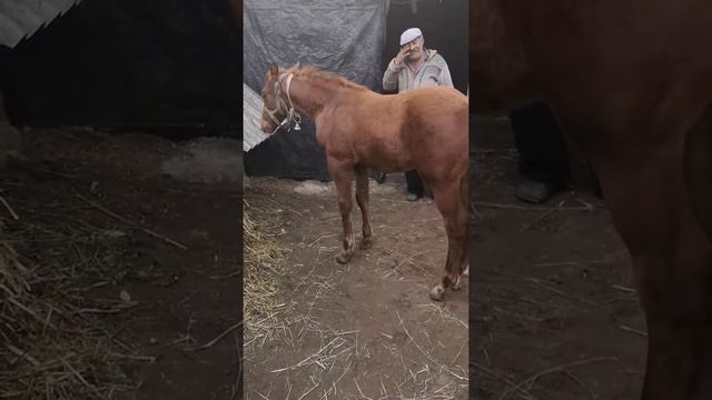 Англобудёновец Буян  (Абаз - Тамара )2 мес цена 70 т руб ватсап +79628632634