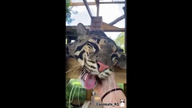 Рот до ушей юмор / приколы ССЫЛКА В ОПИСАНИИ!