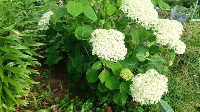 Продолжаем любоваться  лилиями!!!!! смотреть онлайн