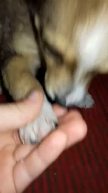 Мне купили собаку смотреть онлайн