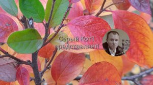 SeriyKot1 - ностальгия!